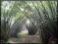 Bambus-Kathedrale im Ankasa Nationalpark, Ghana