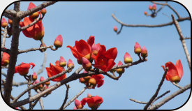 Blüten des Roten Kapok