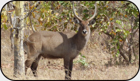 Wasserbock in Sarakawa