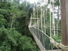 Canopy Walkway im Kakum Nationalpark