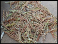 Cashewnüsse, Hauptexportprodukt von Gambia
