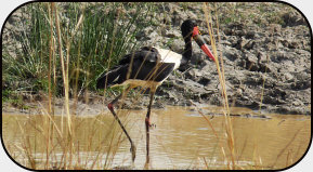 Sattelstorch im Pendjari Nationalpark