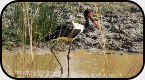 Sattelstorch im Pendjari Nationalpark