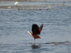 Blaustirn-Blatthühnchen im Lac Tengrela