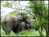 Elefant auf der Nazinga Ranch