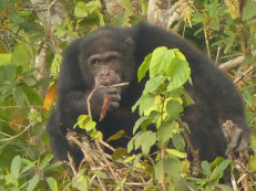 Schimpanse im Azagny Nationalpark
