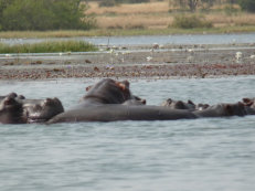 Hippos im Tengrela See