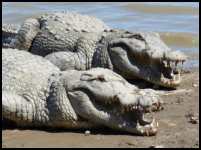 Heilige Krokodile in Sabou