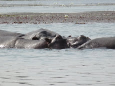 Hippos im Lac Tengrela