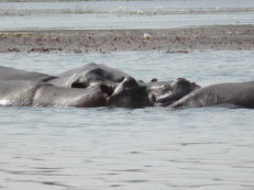 Hippos im Lac Tengrela