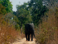 Elefant in der Nazinga Ranch