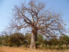 Baobab