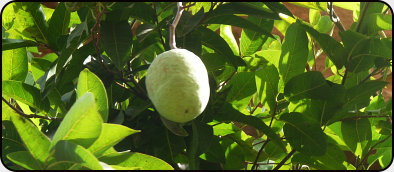 lokale Frucht in Sindou