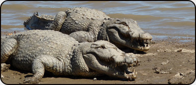 Heilige Krokodile in Sabou