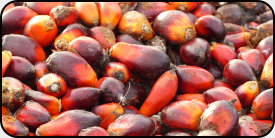 Ölpalmfrüchte dienen zur Herstellung des Palmöls