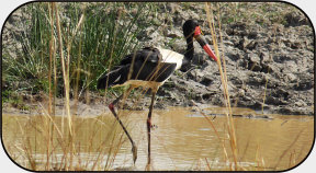 Sattelstorch im Pendjari Nationalpark