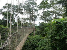 Canopy Walkway im Kakum Nationalpark