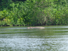 Hippo im Sassandra-Fluss