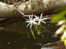 Ankasa Nationalpark