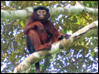 Roter Colobus im Tai Nationalpark