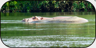 Flusspferde im Sassandra-Fluss