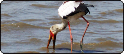 Storch im Gambia River