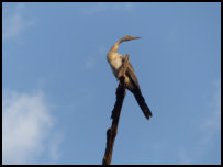 Schlangenhalsvogel am Gambia River