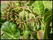 Cashewnüsse, Hauptexportprodukt von Gambia