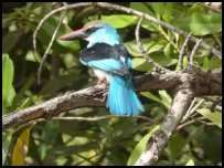 Kingfisher am Gambia River