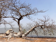 Kunta Kinte Island
