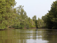 Bootsfahrt in den Bolongs des Gambia River