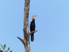 Schlangenhalsvogel am Gambia River