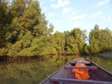 Bootsfahrt auf dem Gambia River