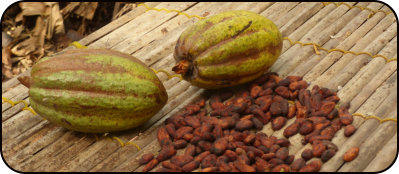 Kakaoschoten auf der Farm von Tetteh Quarshie
