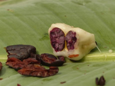 Kakaofarm von Tetteh Quarshie in Mampong