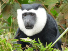 Boabeng Fiema Affenreservat Black and White Colobus