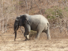 Elefant im Mole Nationalpark