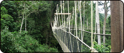 Kakum: Auf dem Canopy Walkway durch die Wipfel der Urwaldriesen