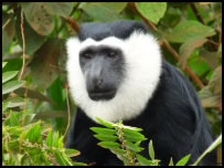 Schwarz-weißer Colobus