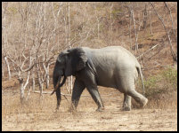 Elefant im Mole Nationalpark