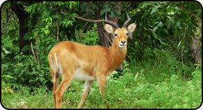 Kob-Antilope im Mole Nationalpark