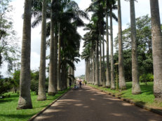Aburi Palmenallee im Botanischen Garten