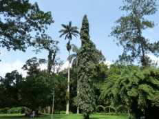 Aburi im Botanischen Garten
