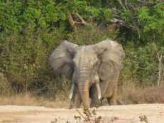 Elefant im Mole Nationalpark