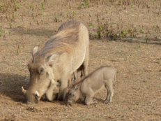 Warzenschwein im Mole Nationalpark