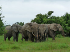 Elefanten im Mole Nationalpark