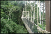 Canopy Walkway, Kakum Nationalpark, Ghana