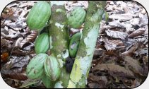 die Elfenbeinküste ist der größte Kakaoproduzent der Welt