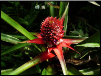 Junge Ananas auf dem Nature Walk in Klouto, Togo