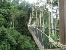 Canopy Walkway im Kakum Nationalpark